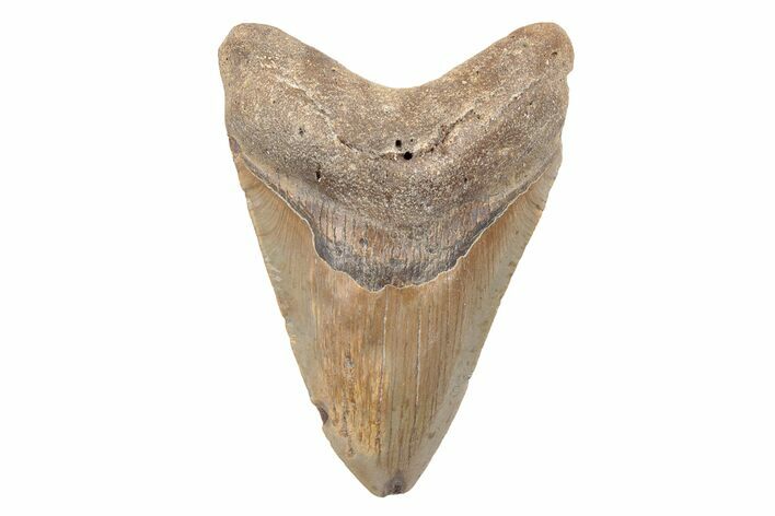 4.32" Fossil Megalodon Tooth - North Carolina